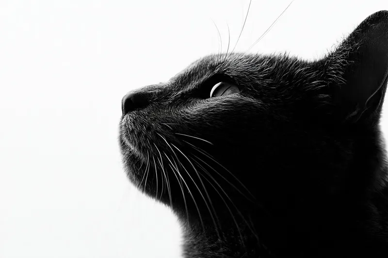 Fine art black and white portrait photography, side profile of a [subject],… — AI Model prompt by @azed_ai